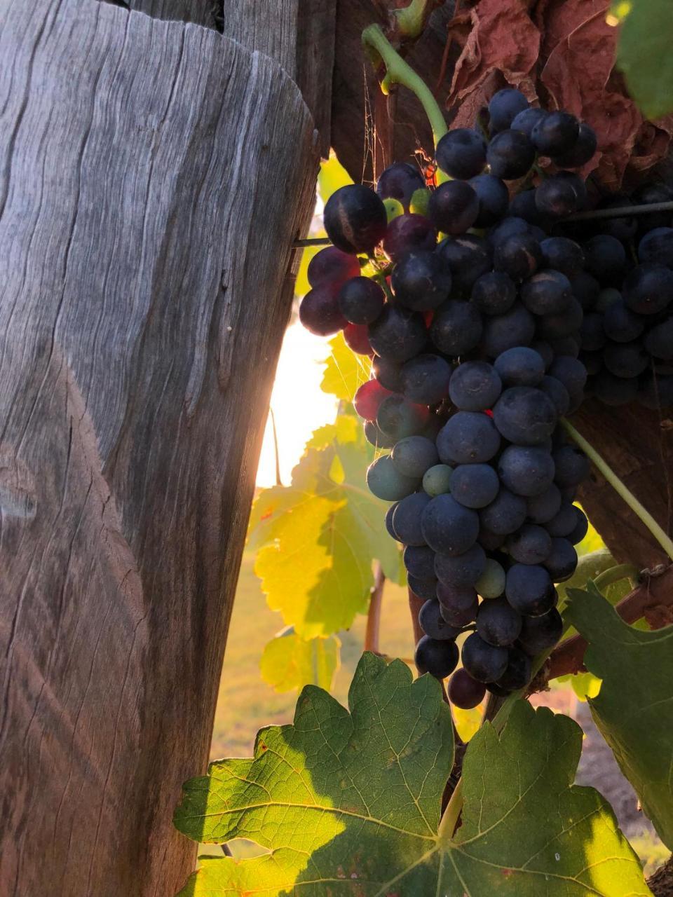 Emma'S Cottage Vineyard Ловдейл Екстериор снимка